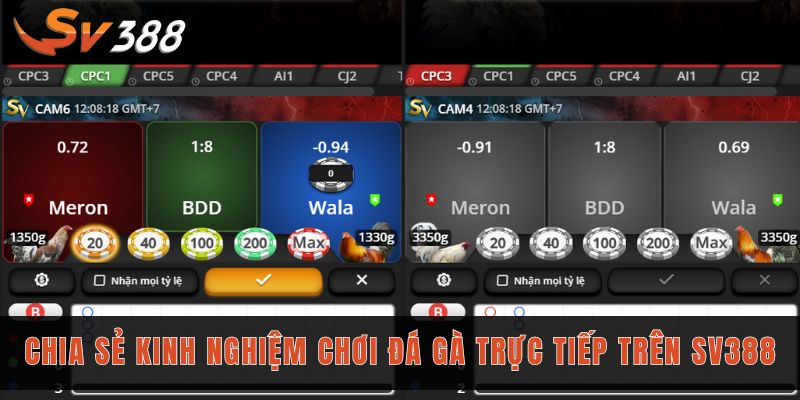 Chia sẻ kinh nghiệm chơi đá gà trực tiếp trên Sv388