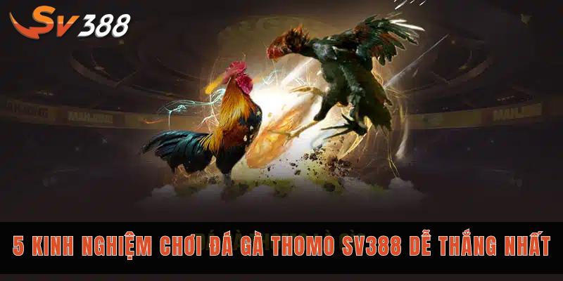 Đá gà Thomo SV388
