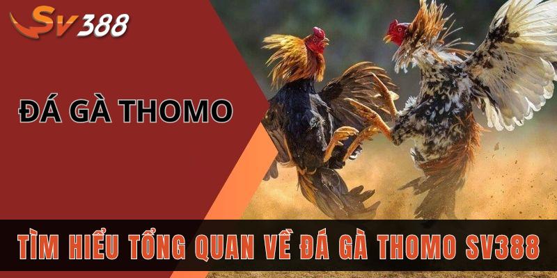 5 kinh nghiệm chơi đá gà Thomo SV388 dễ thắng nhất 1 Tìm hiểu tổng quan về đá gà Thomo SV388